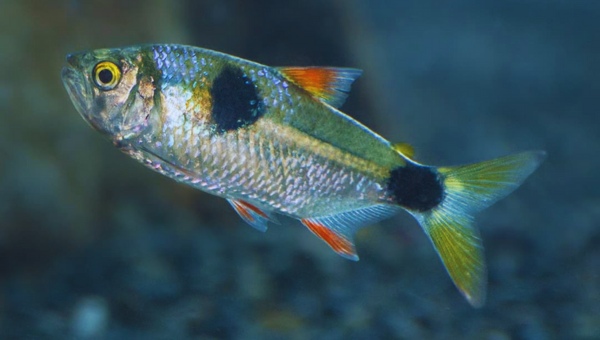 Bucktooth Tetra Care