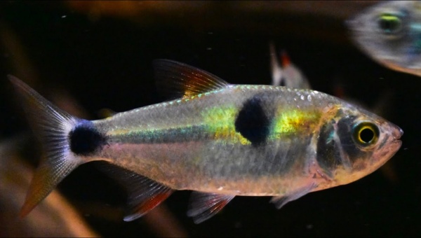 Types Of Tetra Bucktooth Tetra