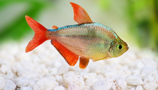 Types Of Tetra Columbian Tetra