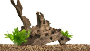Driftwood