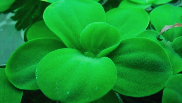 Dwarf Water Lettuce Appearance