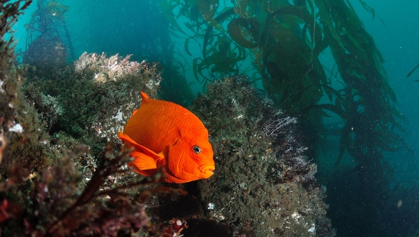 Garibaldi Fish Appearance