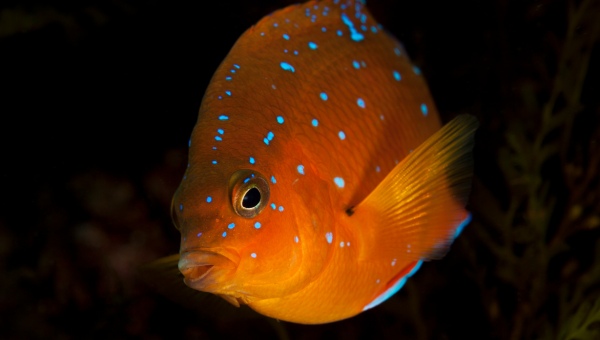 Garibaldi Fish Behavior & Temperament