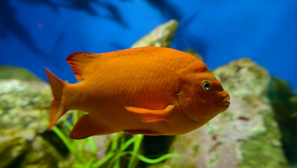 Garibaldi Fish Care