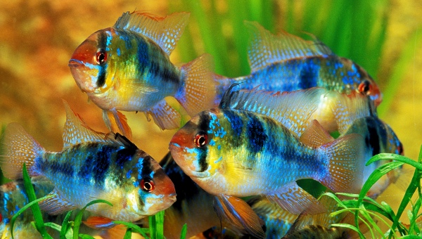 German Blue Ram Breeding