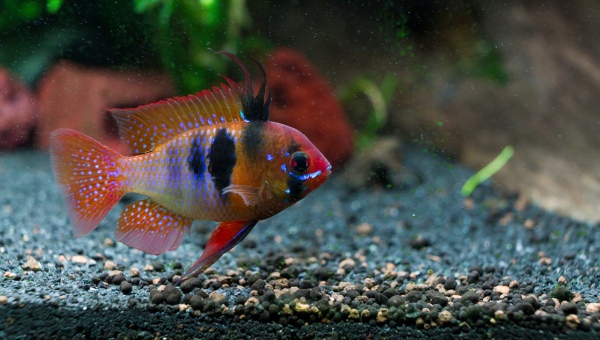 German Blue Ram Care