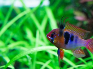 German Blue Ram
