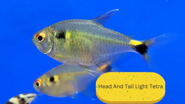 Types Of Tetra Head And Tail Light Tetra
