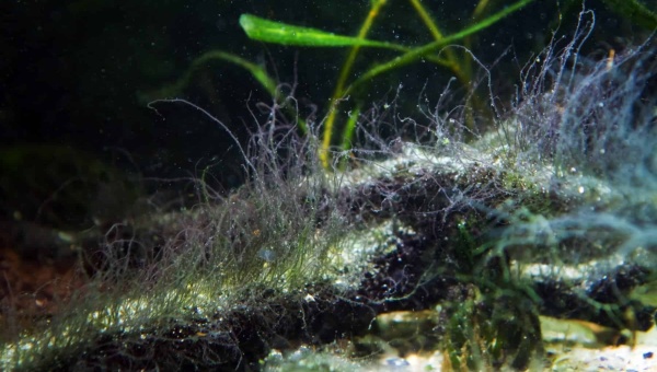 Is Staghorn Algae Harmful