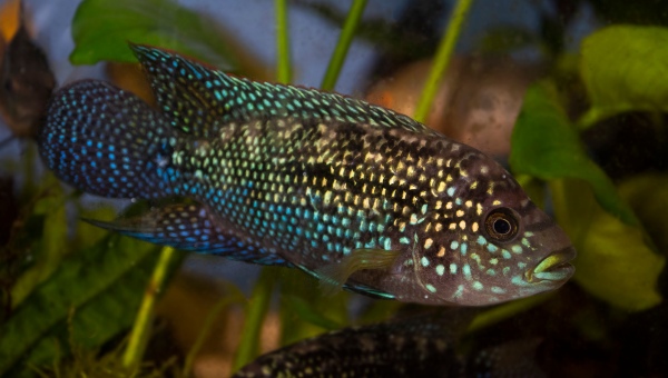 Jack Dempsey Fish Appearance