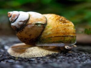 Japanese Trapdoor Snail