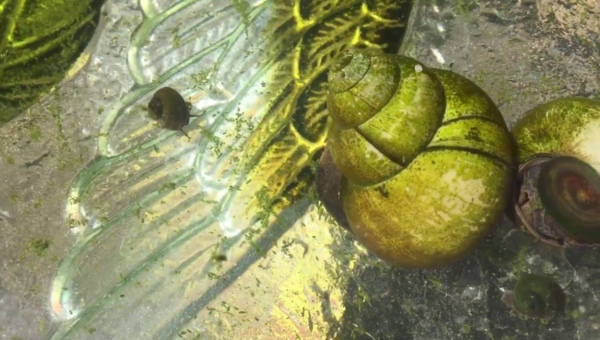 Japanese Trapdoor Snail Appearance