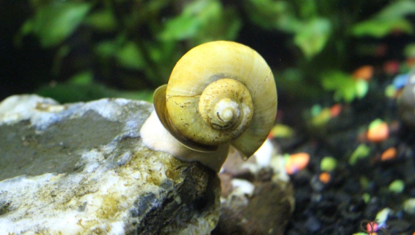 Japanese Trapdoor Snail Behavior & Temperament