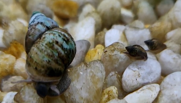 Japanese Trapdoor Snail Breeding