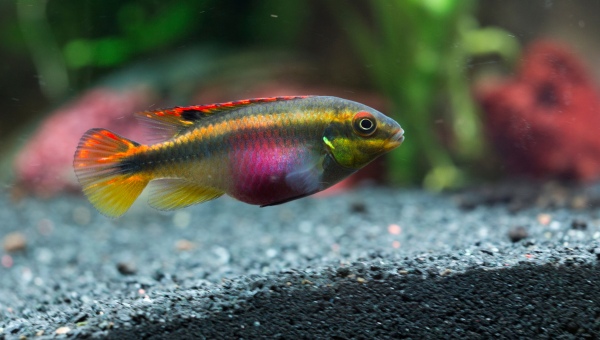 Kribensis Cichlid Appearance