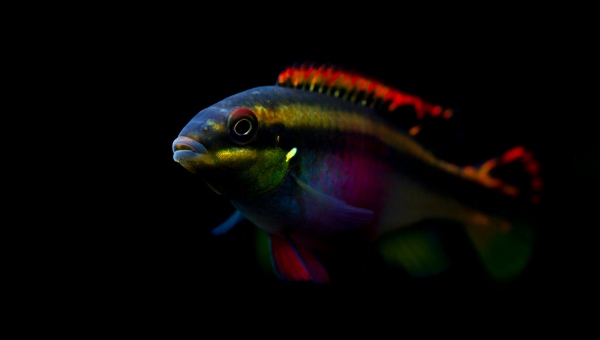 Kribensis Cichlid Behavior & Temperament