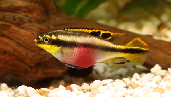 Kribensis Cichlid Care