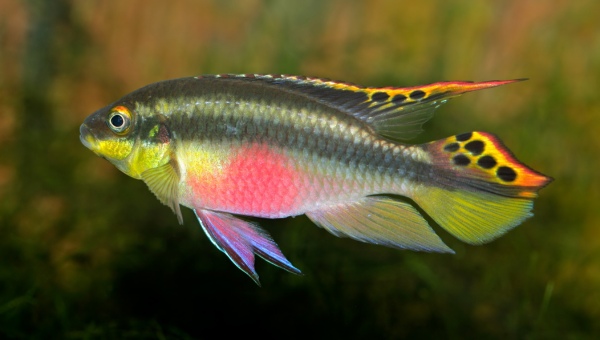 Kribensis Cichlid Food & Diet