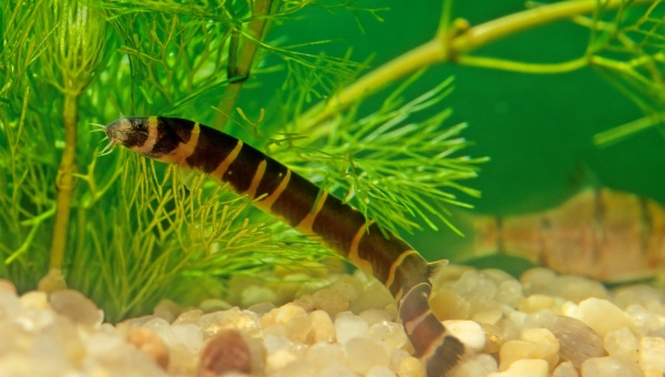 Kuhli Loach Behavior & Temperament