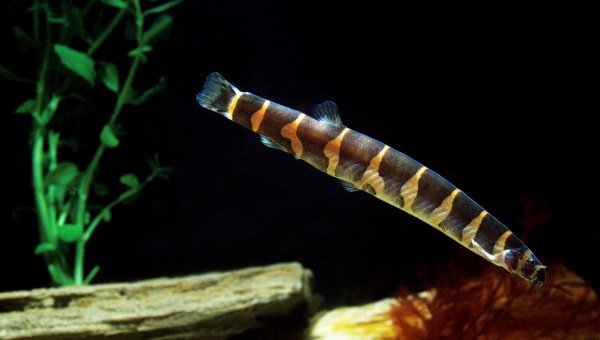 Kuhli Loach Breeding Tips