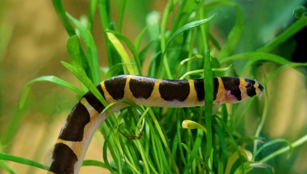 Kuhli Loach Care