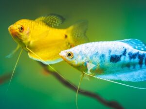 Opaline Gourami