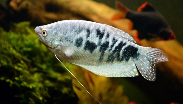 Opaline Gourami Appearance