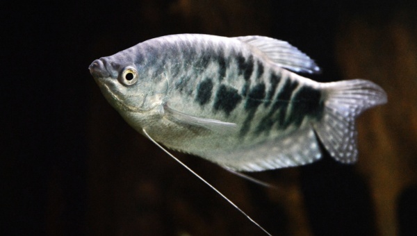 Opaline Gourami Breeding