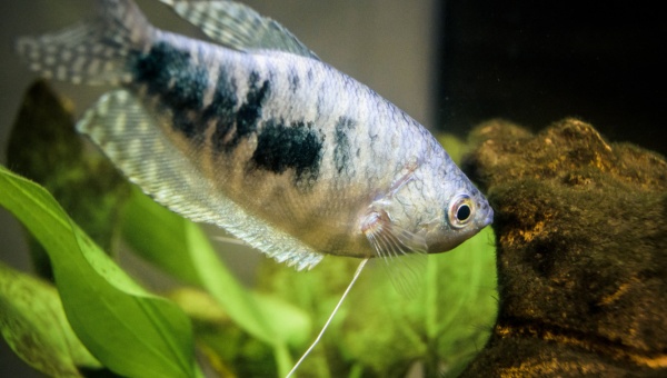 Opaline Gourami Food & Diet