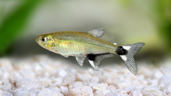 Types Of Tetra Panda Tetra