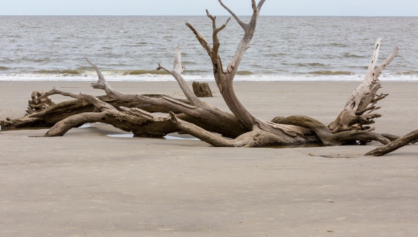 Placement Of Driftwood In Freshwater Or Saltwater