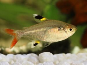 Pristella Tetra