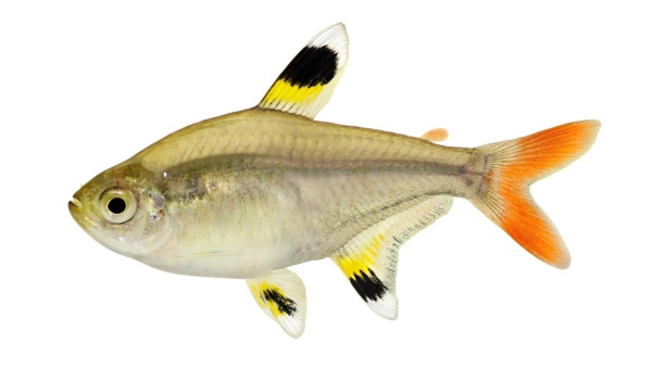 Pristella Tetra Appearance