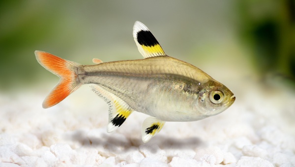 Pristella Tetra Behavior