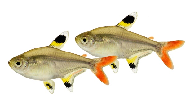 Pristella Tetra Breeding