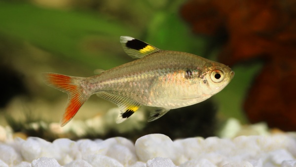 Pristella Tetra Care