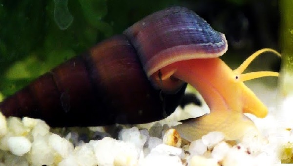 Rabbit Snail Appearance