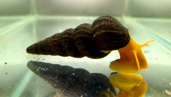 Rabbit Snail Care Guide