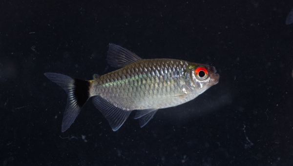 Types Of Tetra Redeye Tetra