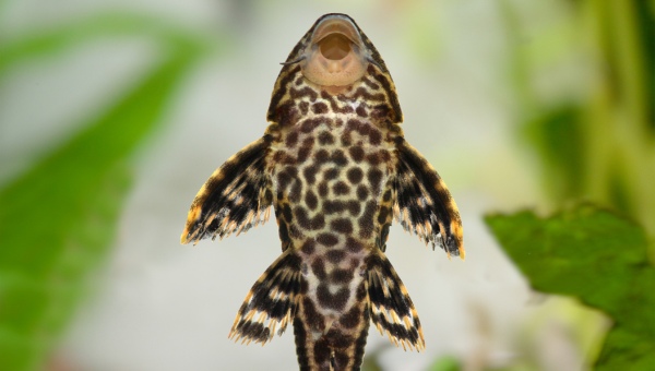 Sailfin Pleco Appearance