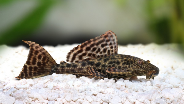 Sailfin Pleco Behavior & Temperament