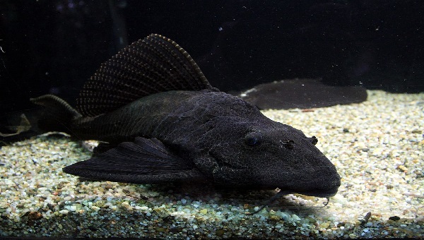 Sailfin Pleco Breeding