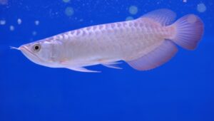 Silver Arowana