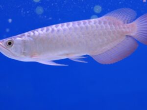Silver Arowana