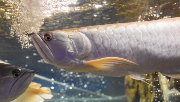 Silver Arowana Behavior and Temperament