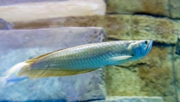 Silver Arowana Care