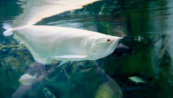 Silver Arowana Food & Diet