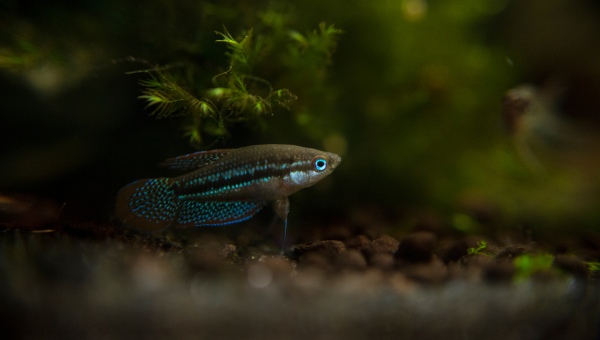 Sparkling Gourami Appearance