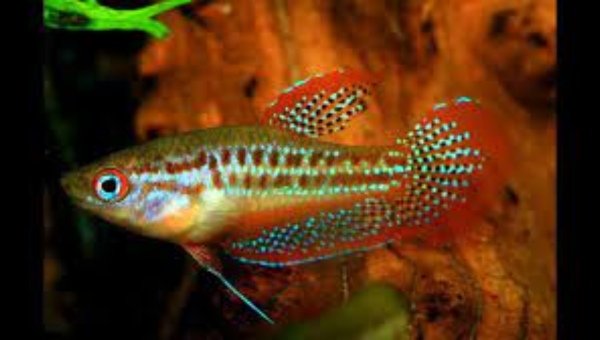 Sparkling Gourami Behavior & Temperament