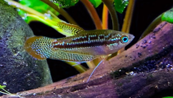 Sparkling Gourami Breeding